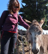 70 Accarezziamo gli amici asienelli